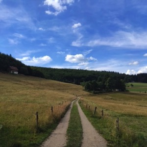 Alsace pleine de grâce #alsace #nature #landscape #rando #hiking